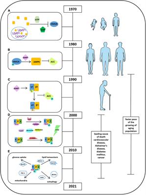 AMPK Signaling in Energy Control, Cartilage Biology, and Osteoarthritis